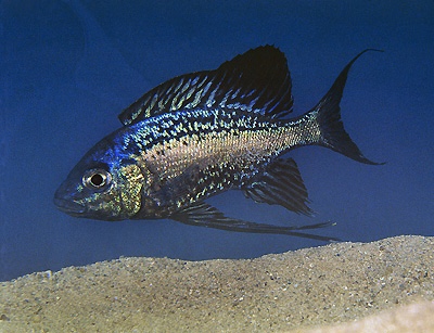 Cyathopharynx sp. 'neon streak' Moliro